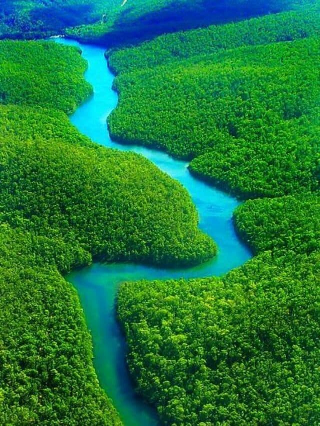 World Most Forest Countries: इन देशों में है सबसे हर-भरे जंगल.. प्रदूषण और भारी शहरीकरण के बीच बचाये हुए है पृथ्वी की सांस, जानें भारत का पायदान