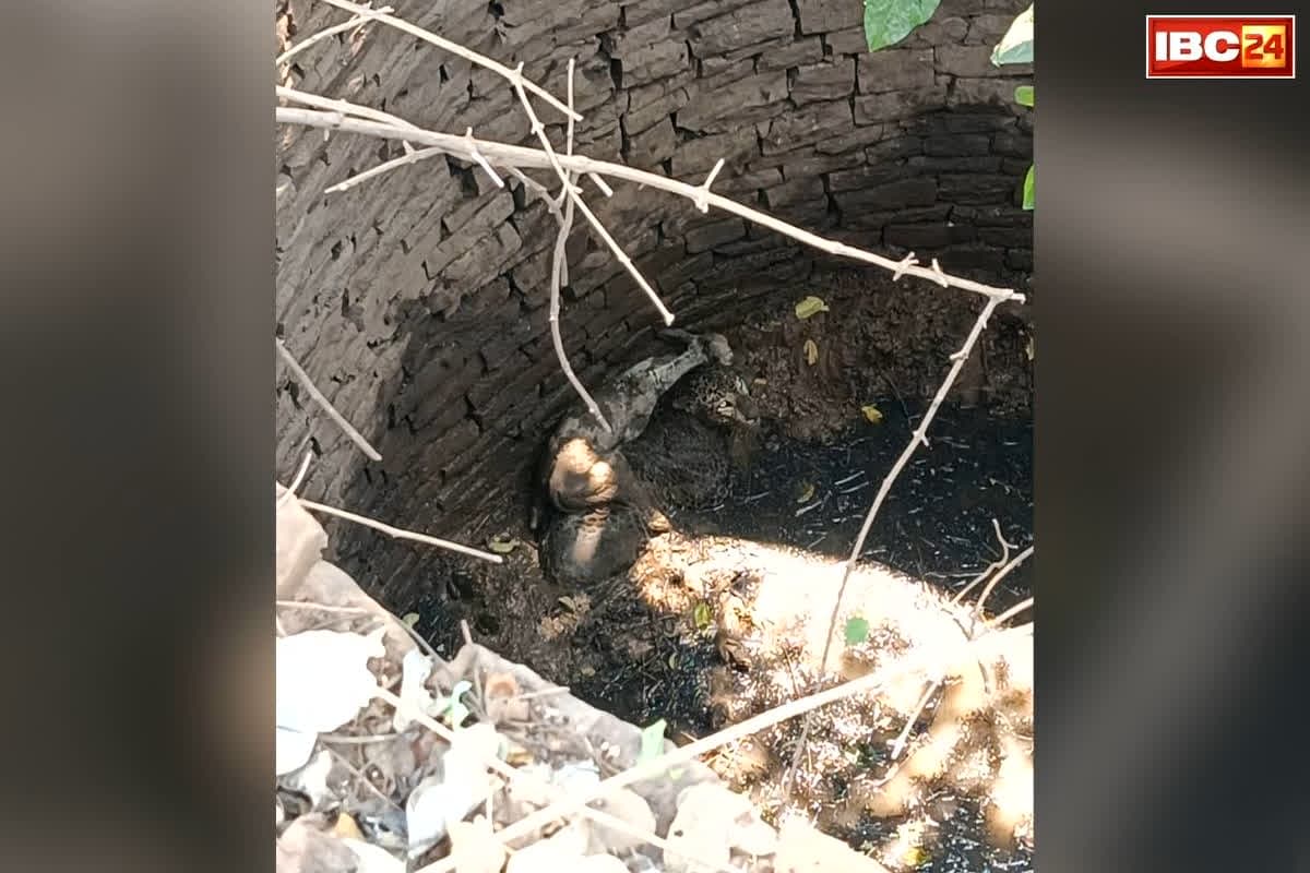 Leopard Calf Rescue Operation: कुएं में साथ फंसे तेंदुआ-बछड़ा, साथ बिताए 15 घंटे, फिर जो हुआ.. उसकी उम्मीद किसी ने नहीं की
