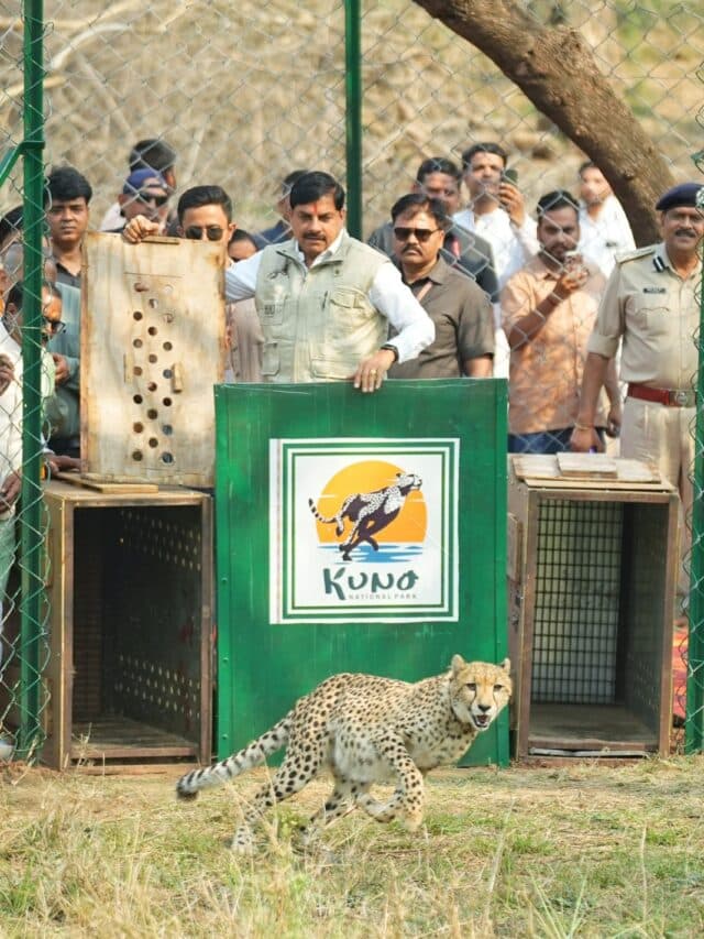 Mohan yadav Release 2 Cheetahs: ‘प्रोजेक्ट चीता’ ने पकड़ी रफ्तार, सीएम मोहन यादव ने खुले जंगल में छोड़े 2 चीते, बोले- एमपी रच रहा नया इतिहास