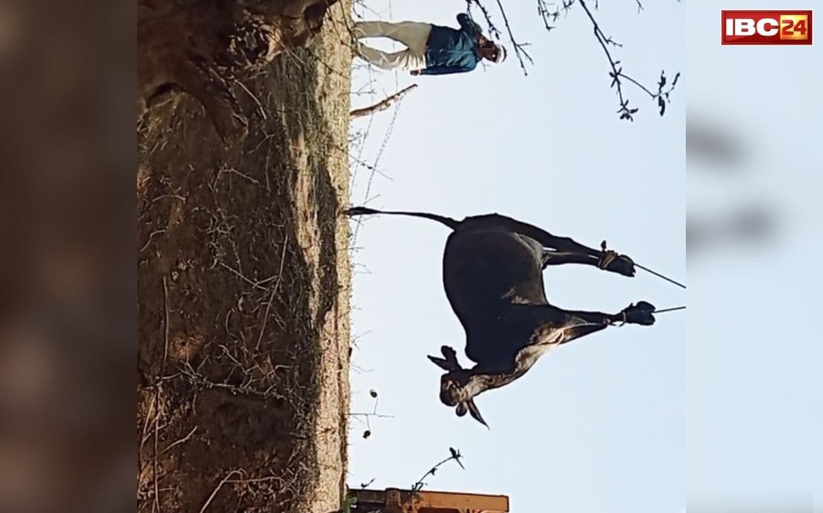 Guna Cow Death Case: दो पेड़ों के बीच लटका मिला गौ माता का शव, देखकर कांप उठे ग्रामीण, इस जगह से सामने आई दहला देने वाली वारदात