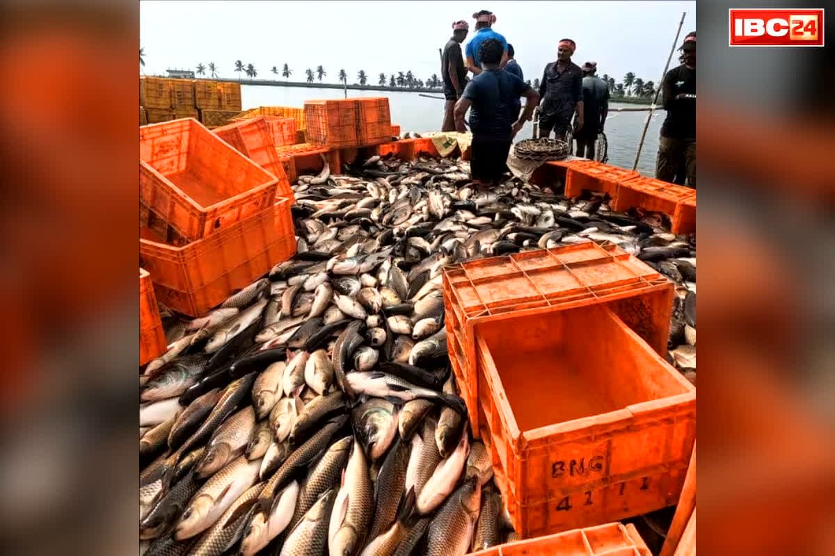 Fishing Banned in Maharashtra: मछली कारोबारियों के लिए बड़ी खबर.. अब 15 अगस्त तक नहीं कर पाएंगे मछलियों का शिकार, राज्य की भाजपा सरकार ने लगाई रोक, जानें वजह..