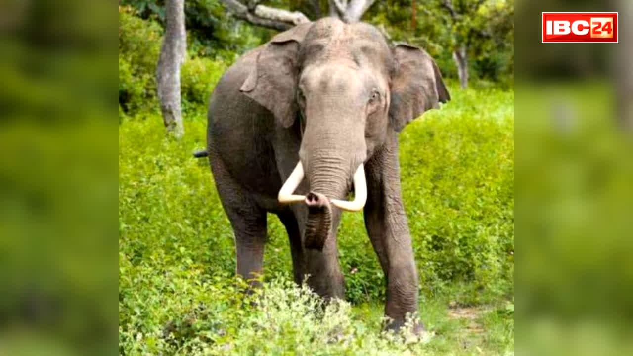 Human-Wildlife Conflict Ex Gratia: राज्य की भाजपा सरकार ने बढ़ाई मुआवजे की राशि.. जंगली जानवरों के हमलों से मौत पर मिलेंगे इतने लाख रुपये, इस दफ्तर में करना होगा आवेदन