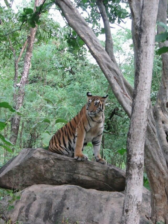 World Tiger Day 2026: जंगलों में गूंज रही भारत की दहाड़! पीएम मोदी ने बताया क्यों दुनिया के 70% बाघ यहीं करते हैं बसेरा
