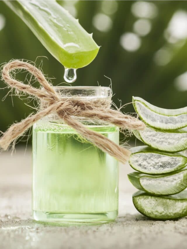 Aloe Vera Juice Benefits: एलोवेरा जूस में छिपा है विटामिन्स का खजाना, सेहत को मिलते हैं जबरदस्त फायदे, आप भी जानें यहां