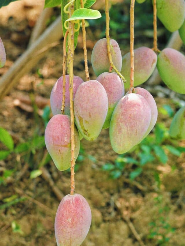 Mango City Of India: आम के शौकीनों के लिए जन्नत है ये जगह! भारत के इस शहर में बसता है आमों का असली साम्राज्य