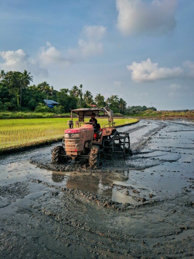 Most profitable crops for August: बारिश के मौसम में इन फसलों से होगी बंपर कमाई, कम लागत में होगा तगड़ा मुनाफा