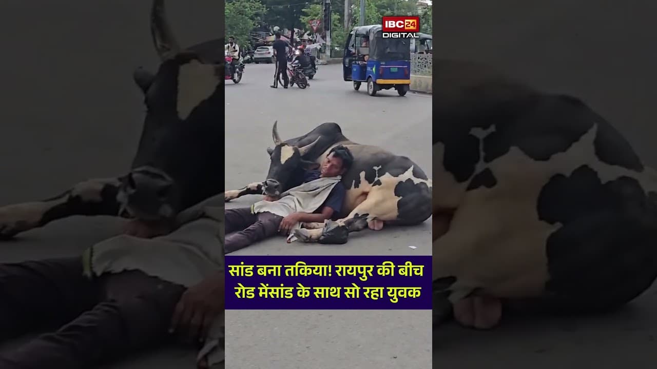 Raipur Viral Video: सांड बना तकिया! रायपुर की बीच रोड मेंसांड के साथ सो रहा युवक |