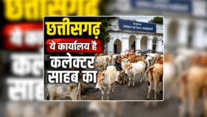 Ambikapur Collector Campus Video Today: नजारा देखकर चौंकिए नहीं…ये मवेशियों की गौशाला नहीं…बल्कि है कलेक्ट्रेट कैंपस, जानिए किसानों ने क्यों लगाया गायों का झुंड