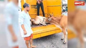 Shivpuri Emotional Viral Video: मृत बछड़े और माँ गाय का बेहद भावुक दृश्य.. शव ले जाते कर्मियों को रोकती रही, कभी आ जाती गाड़ी के सामने, आप भी देखें