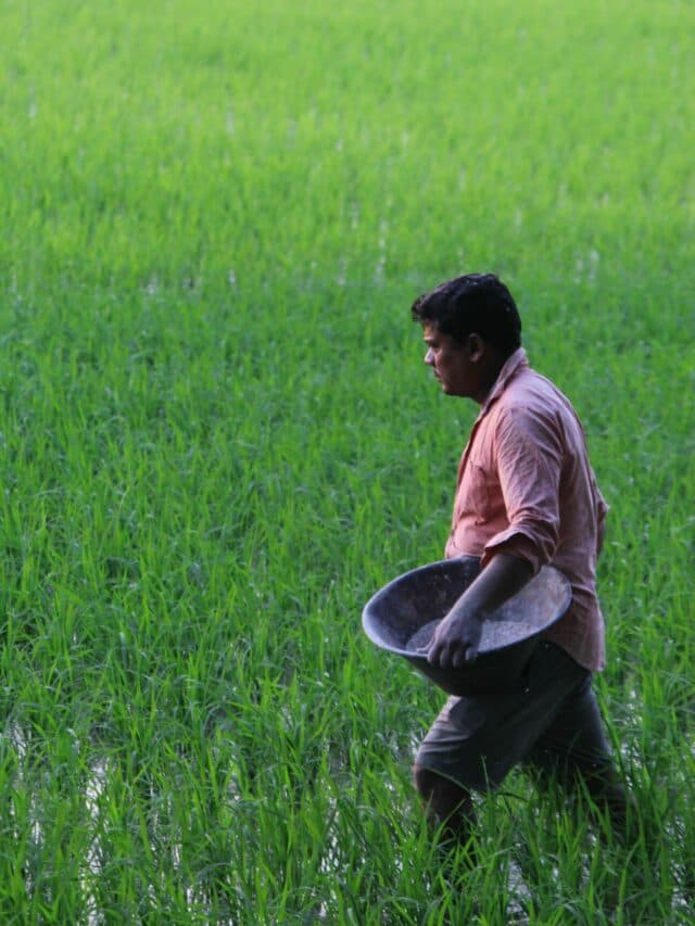 Barish Ke Baad Khet Me Khad Kab Dale: बारिश के बाद खेत में कब डालें खाद? सही समय जान लें, वरना हो सकता है नुकसान