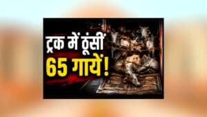 Guna Cattle Smuggling News : आधी रात ट्रक रोकते ही खुला खौफनाक राज! 65 गायों के साथ जो मिला, देखकर कांप उठे लोग