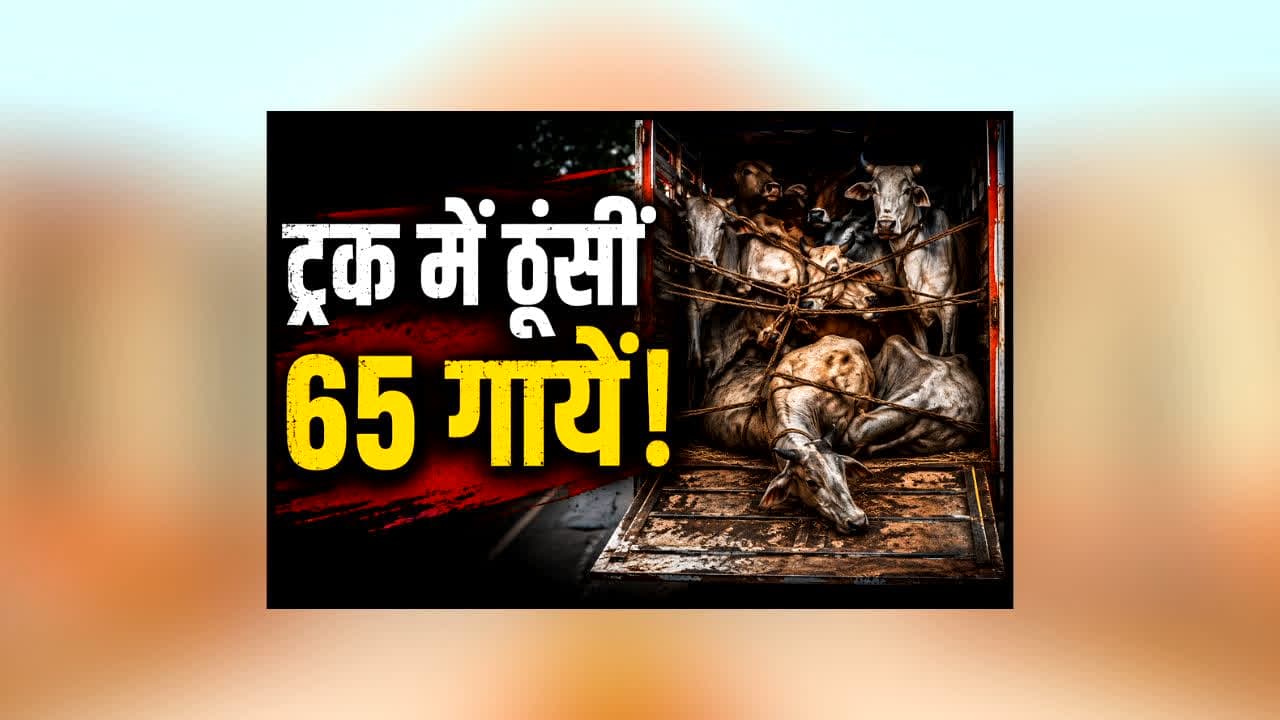 guna Cattle Smuggling News