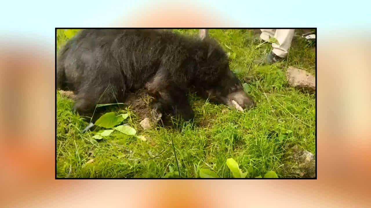 Kanker Bear Attack News : शावक की मौत के बाद खूंखार हुई मादा भालू! सगे भाई-बहनों को उतारा मौत के घाट , 1 की हालत गंभीर