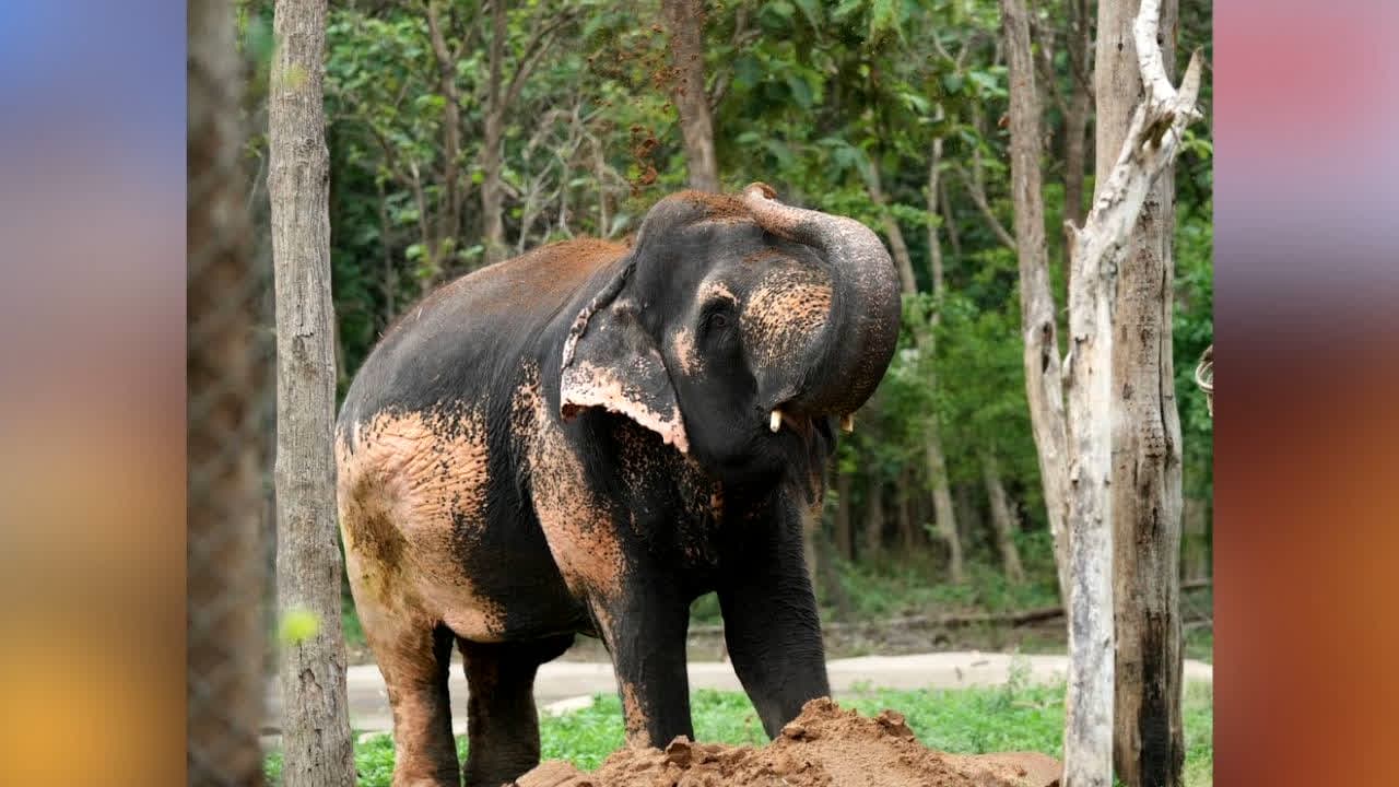 Vantara Mission On World Elephant Day : विश्व हाथी दिवस पर वनतारा ने बढ़ाया गजराज की सेवा का दायरा, जयपुर के हाथी गांव में इलाज के लिए शुरू होंगी नई सुविधाएं, इन 4 राज्यों में हाथी कल्याण कार्यक्रम भी