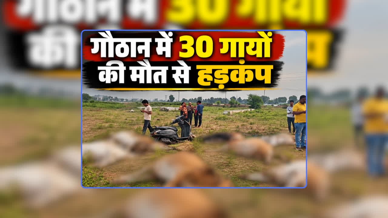 Cow Death in Chhattisgarh News: गौठान में 30 गायों की मौत से मचा हड़कंप, आनन-फानन में मौके पर पहुंचे अधिकारी, कुछ दिन पहले 100 सूअरों की हुई थी मौत