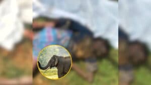 Elephant attack in Balrampur: पत्नी से विवाद के बाद घर से निकला था बजुर्ग, हाथी ने पटक-पटककर ले ली जान, इलाके में दहशत
