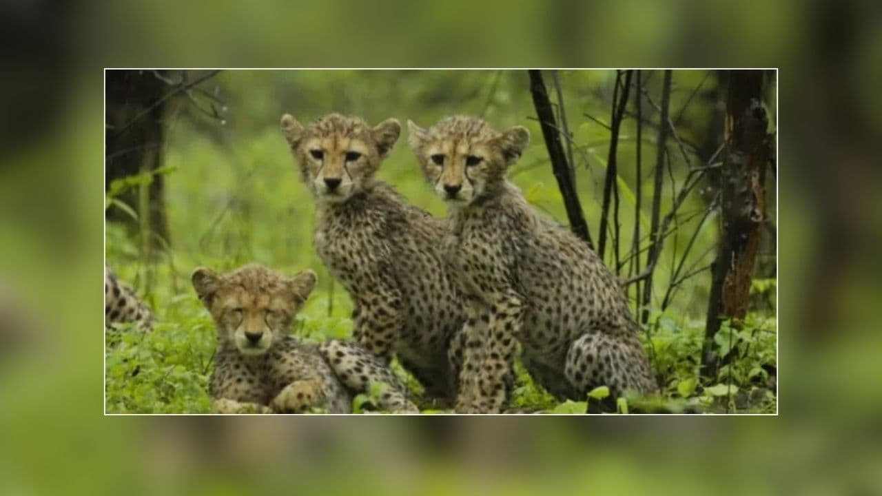 Wildlife Week 2026: मध्यप्रदेश में वन्यजीव पर्यटन को मिलेगी रफ्तार, CM मोहन यादव ने बताया बड़ा संकल्प, वनकर्मियों को दी बधाई