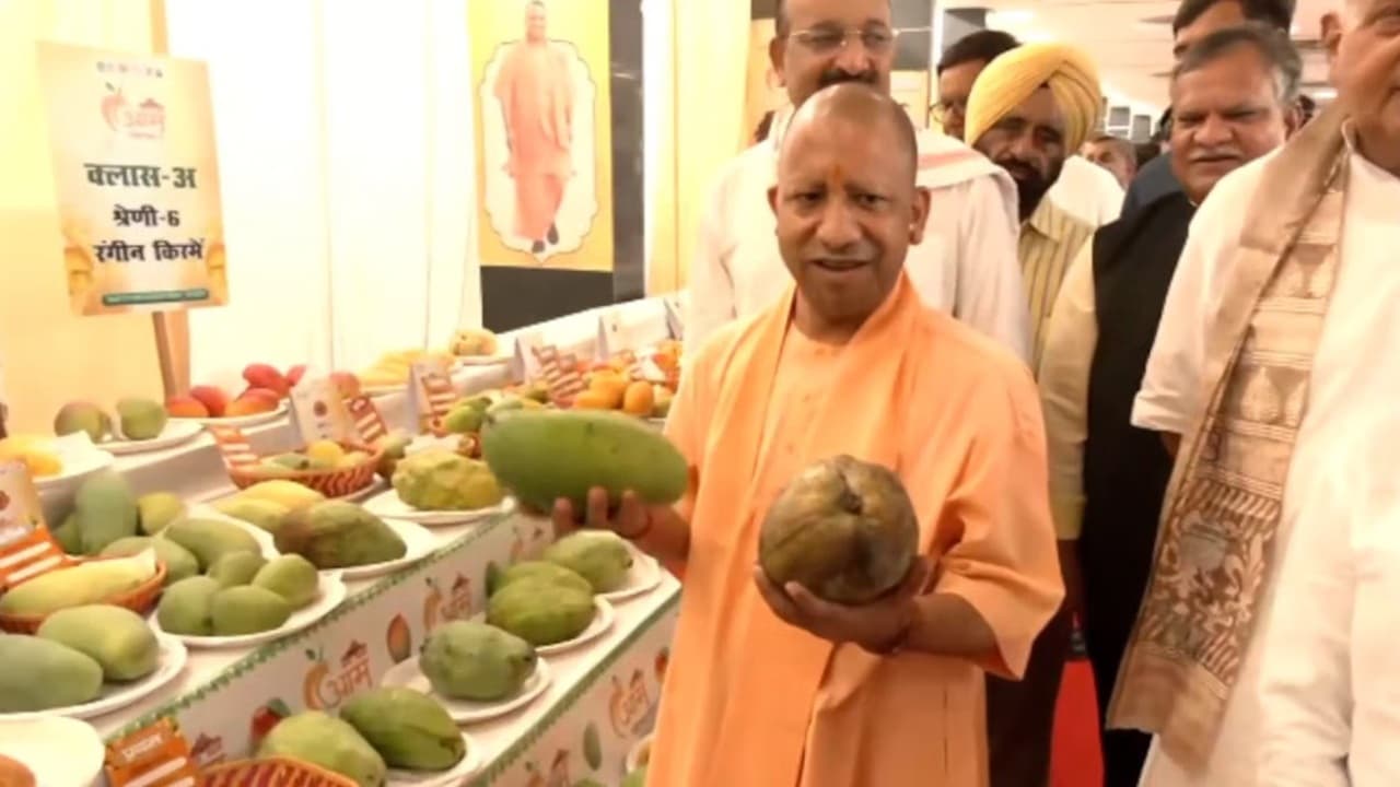 Uttar Pradesh News: सात समंदर पार पहुंची यूपी के आम की मिठास, पांच साल में 90 हजार क्विंटल निर्यात, योगी सरकार की नीतियों के चलते बढ़ी डिमांड