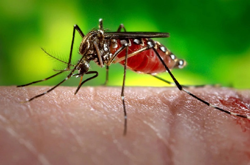 प्रदेश में नहीं थम रहा डेंगू का प्रकोप, राजधानी में 22 तो इंदौर में मिले 8 नए मरीज