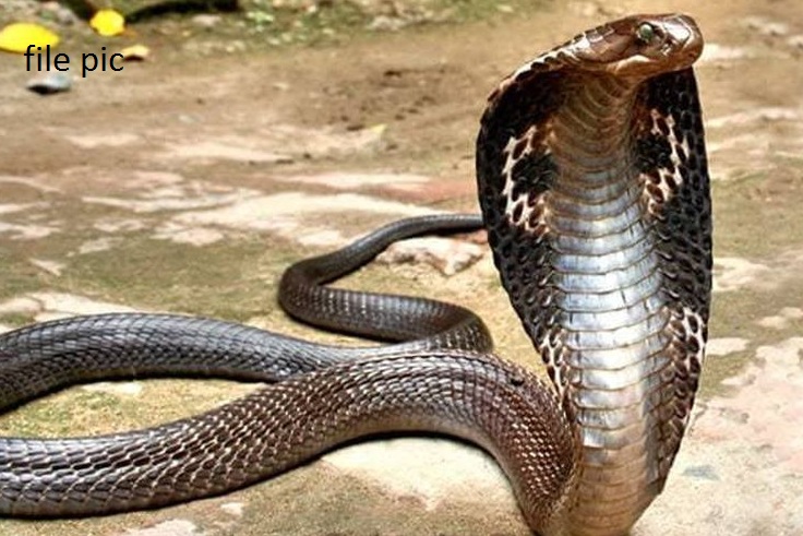 Cobra Ka Badla : ‘कोबरा ने दे दिया मालिक को धोखा’..! शख्स ने पहले सांप को नहलाया और फिर हो गया ये बड़ा कांड, मामला जानकर लोगों के उड़े होश