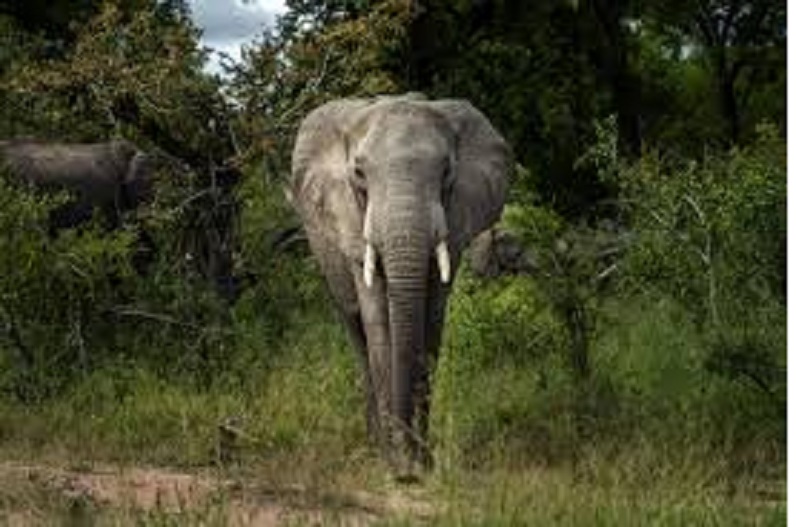 हाथियों का आतंकः दो महिलाओं समेत चार लोगों को कुचला, दहशत में ग्रामीण