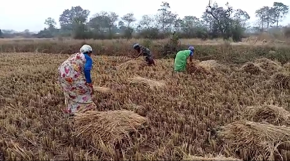 बेमौसम बारिश ने बढ़ाई किसानों की मुश्किलें, धान की फसल खराब होने की चिंता
