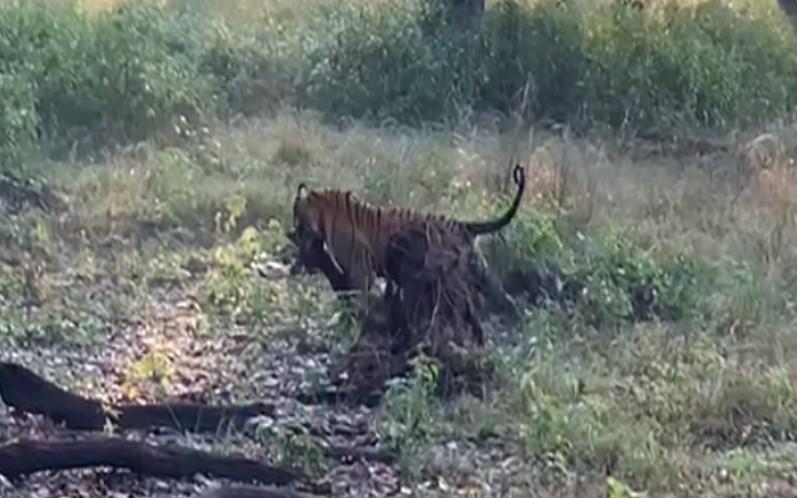 कान्हा नेशनल पार्क से सामने आया बाघ का वीडियो, चीतल का शिकार कर…
