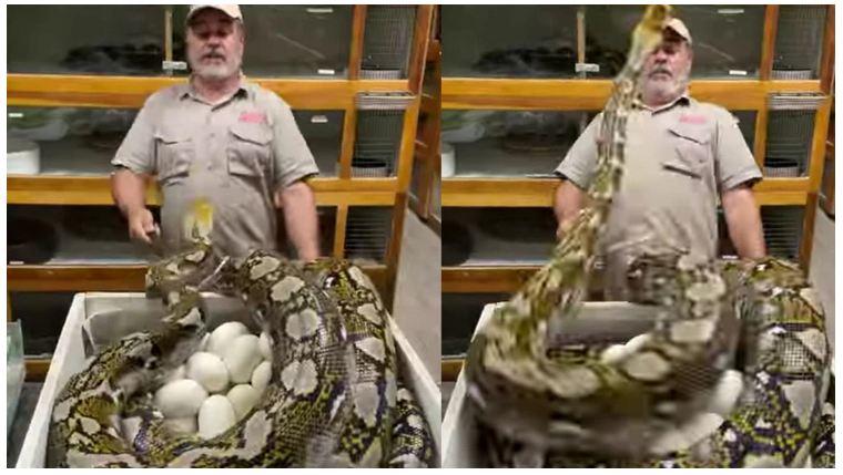 Video: मादा अजगर के अंडे छूने जा रहा था शख्स, फिर जो हुआ वो देखकर सहम जाएंगे आप