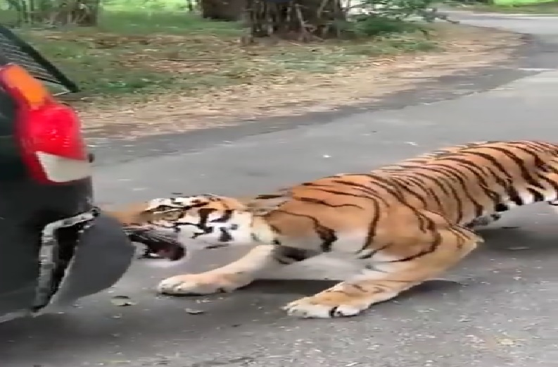 SUV पर बाघ का अटैक.. जबड़े में जकड़ कर खींचता रहा टाइगर.. सहम गए कार सवार..  वीडियो वायरल