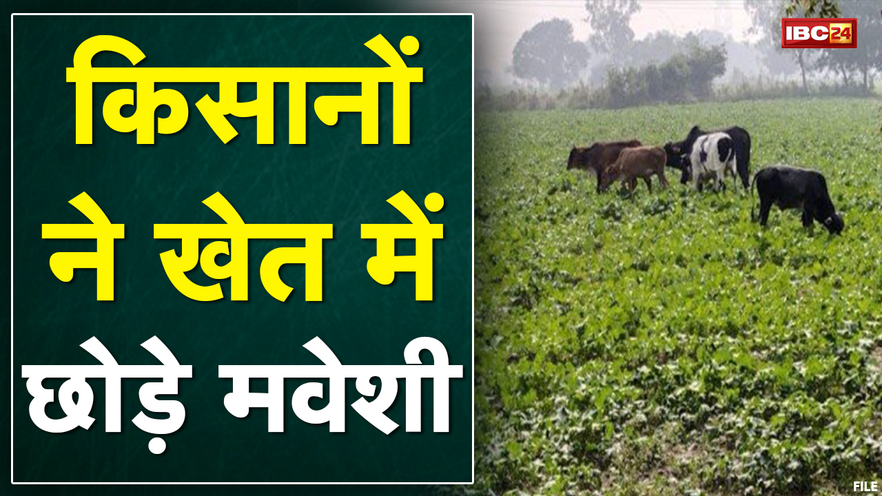 Kharora News : बेमौसम बारिश से खेतों में भरा पानी | अरहर की फसल पूरी तरह बर्बाद | देखिए