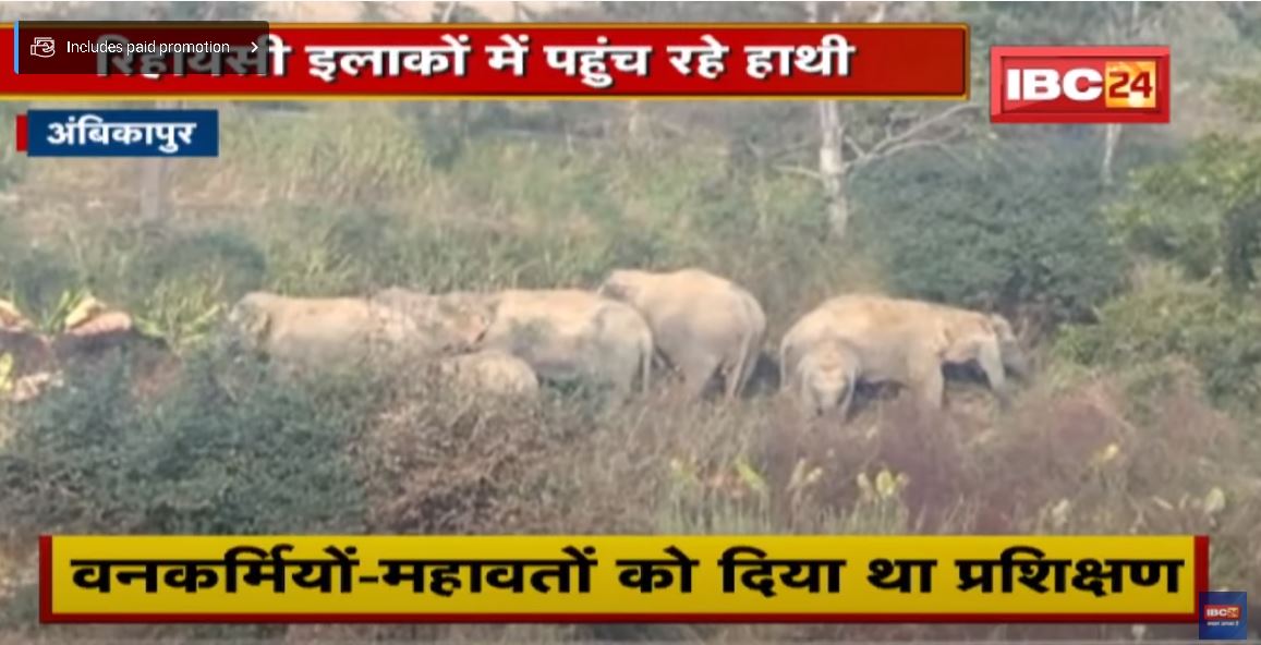 Ambikapur Elephant News : संभाग में हाथियों का उत्पात जारी। 30 से 40 हाथी लगातार मचा रहे उत्पात
