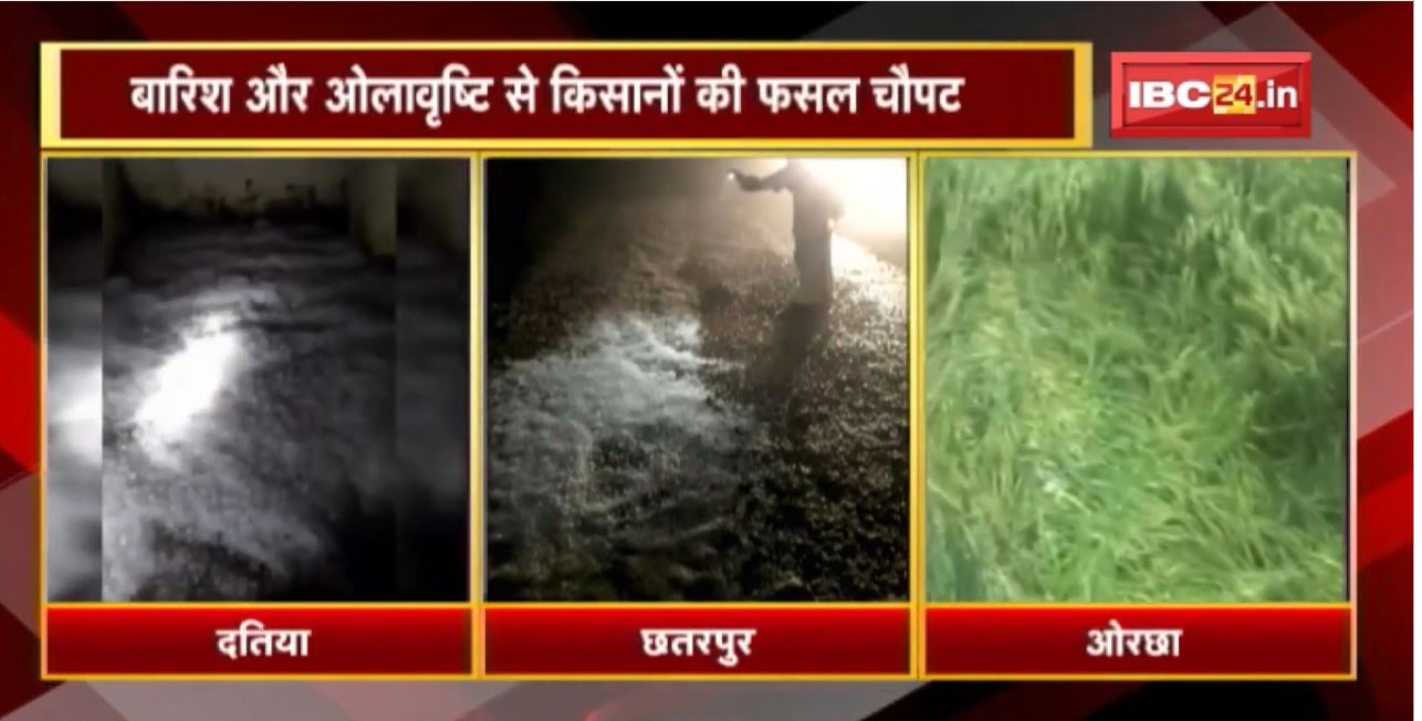 Madhya Pradesh : बारिश, ओलावृष्टि से फसल चौपट | नुकसान की भरपाई के लिए सरकार से मुआवजे की मांग