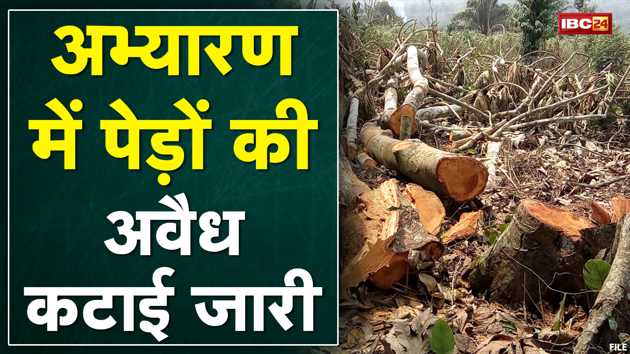 Balrampur : पेड़ों की अवैध कटाई जारी | मामले में अब तक नहीं हुई कोई कार्रवाई