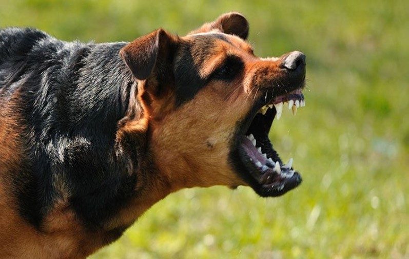 Gwalior News: कुत्ते हैं या हैवान! एक ही दिन में आवारा कुत्तों ने 500 से ज्यादा लोगों को बनाया अपना शिकार