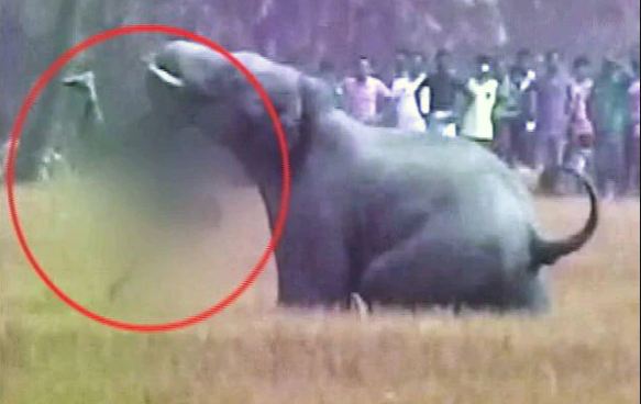 छत्तीसगढ़ में जंगली हाथियों के हमले में 204 लोगों की मौत, 45 हाथी भी मारे गए
