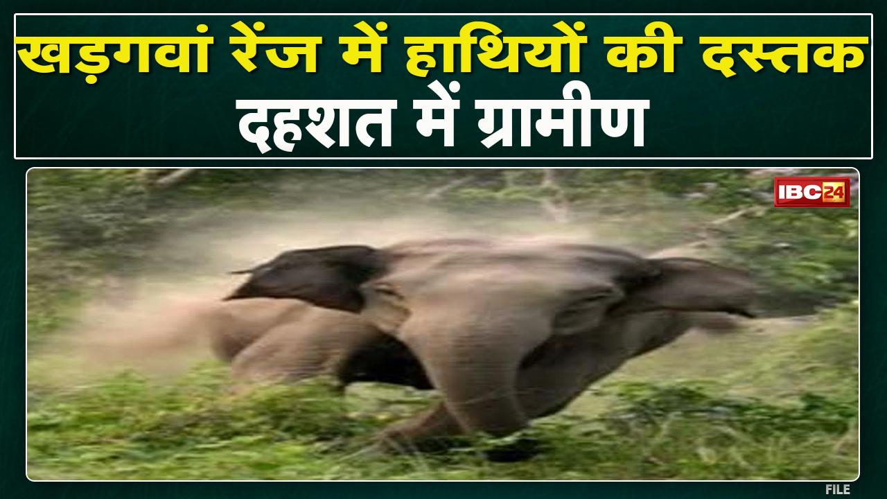 Koriya Elephant Attack : हाथियों की दस्तक से ग्रामीणों में दहशत | खड़गवां रेंज में घूम रहे 2 हाथी