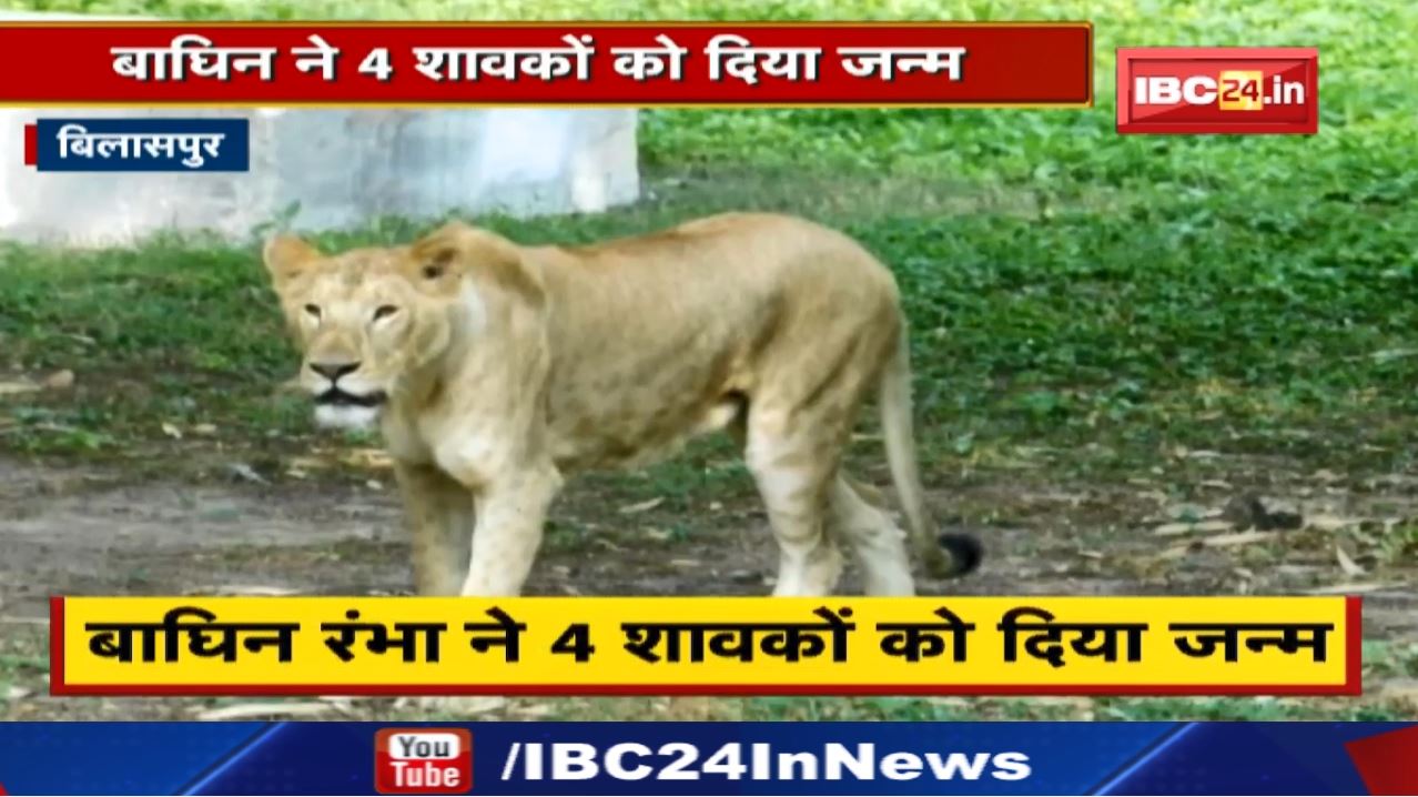 Kanan Pendari Zoo : शेरनी ‘मौसमी’ की मौत | बाघिन ‘रंभा’ ने चार शावकों को दिया जन्म