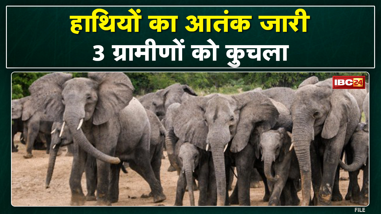 Shahdol Elephant Attack : हाथियों ने ली 3 ग्रामीणों की जान | कल भी हुई थी 2 ग्रामीणों की मौत