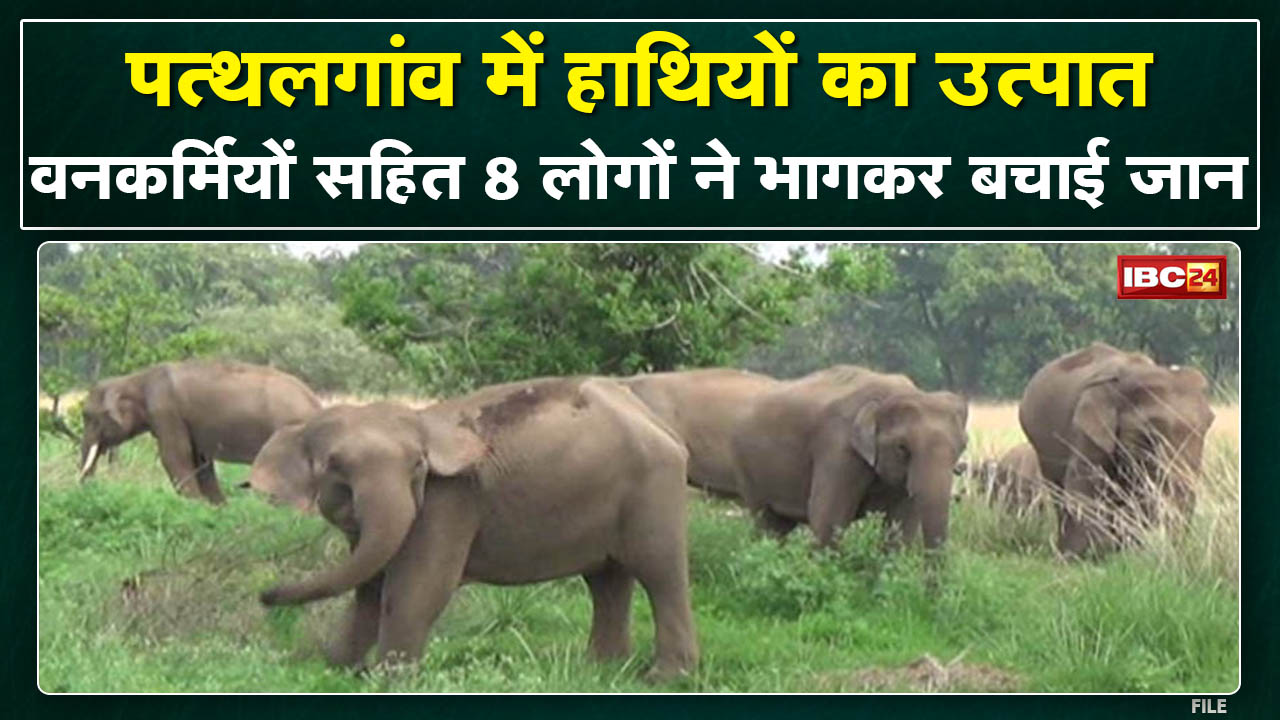 Pathalgaon Elephant Attack : हाथियों का उत्पात | वनकर्मियों सहित 8 लोगों ने भागकर बचाई जान