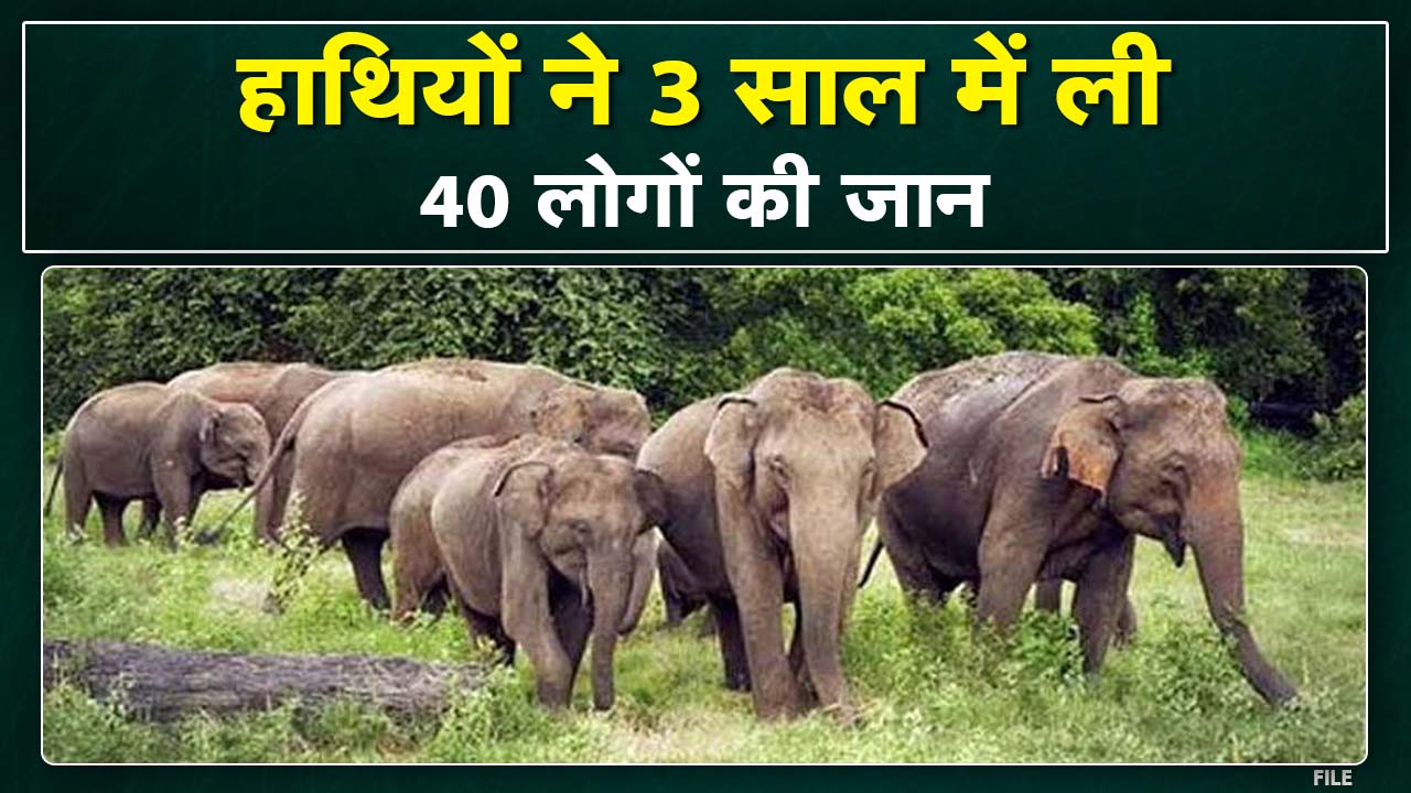 Raigarh Elephant Attack Video : हाथियों ने 3 साल में ली 40 लोगों की जान | वन विभाग नहीं उठा पाया ठोस कदम