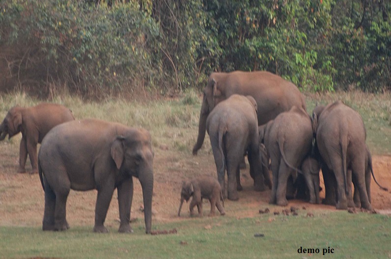 धमतरी में हाथी के हमले में तीन की मौत, दो दिन से जारी है उत्पात, दहशत में ग्रामीण