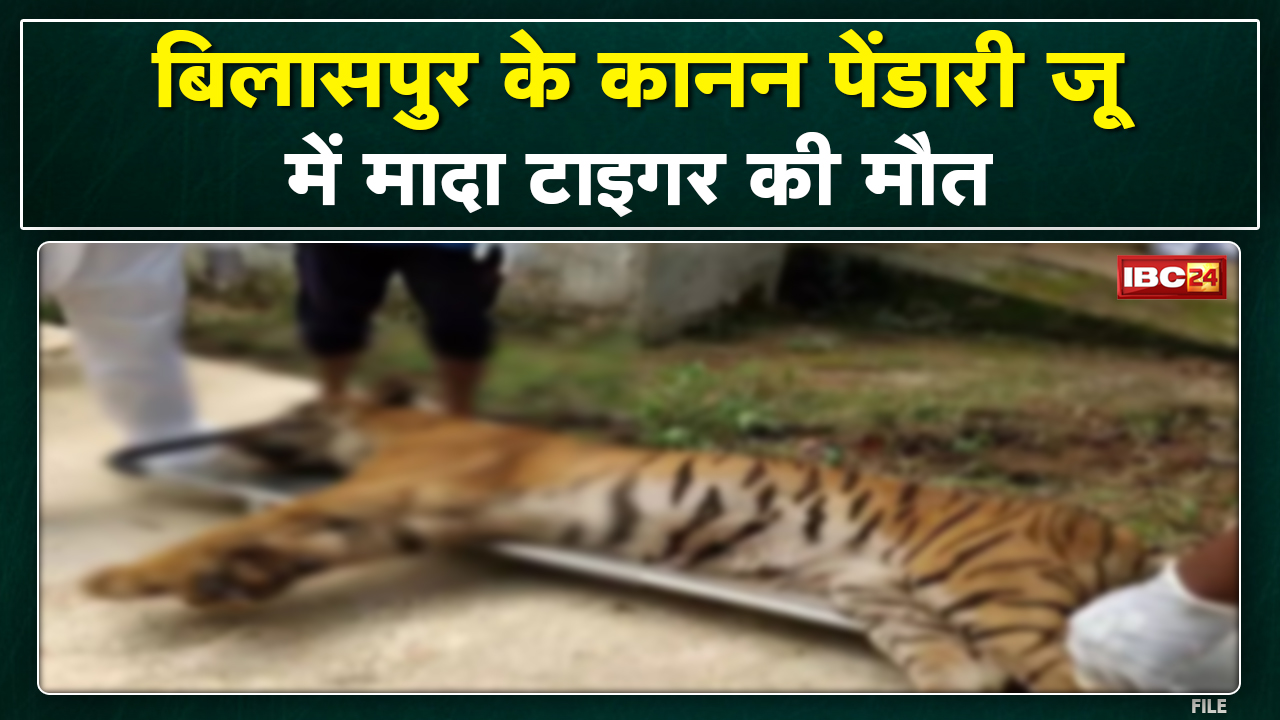 Kanan Pendari Zoo Bilaspur : मादा टाइगर चेरी की मौत | 2 महीने में 7वें वन्य प्राणी की गई जान