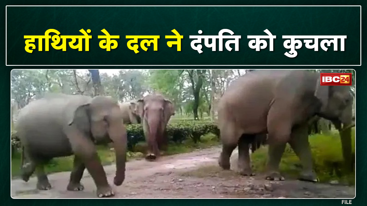 Shahdol Elephant Attack : जंगल की तरफ ना जाने की चेतावनी | हाथियों के कुचलने से पति पत्नी की मौत