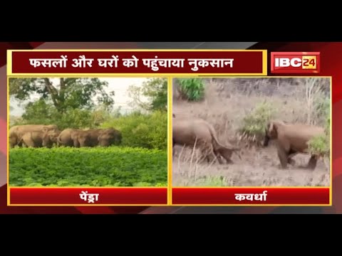 Chhattisgarh Elephant News : अलग-अलग इलाकों में हाथियों की दस्तक | फसलों और घरों को पहुंचाया नुकसान