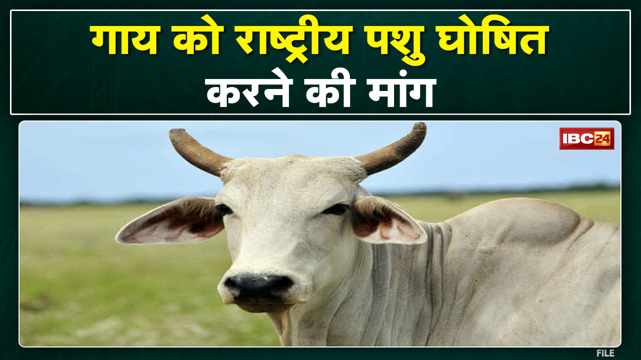 Congress MLA PC Sharma की मांग | कहा- राष्ट्रीय पशु घोषित हो गाय