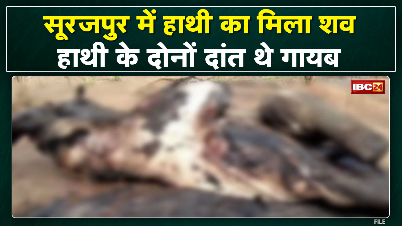 Surajpur News : नर हाथी का मिला शव। मृत नर हाथी के शव से दोनों दांत मिले गायब