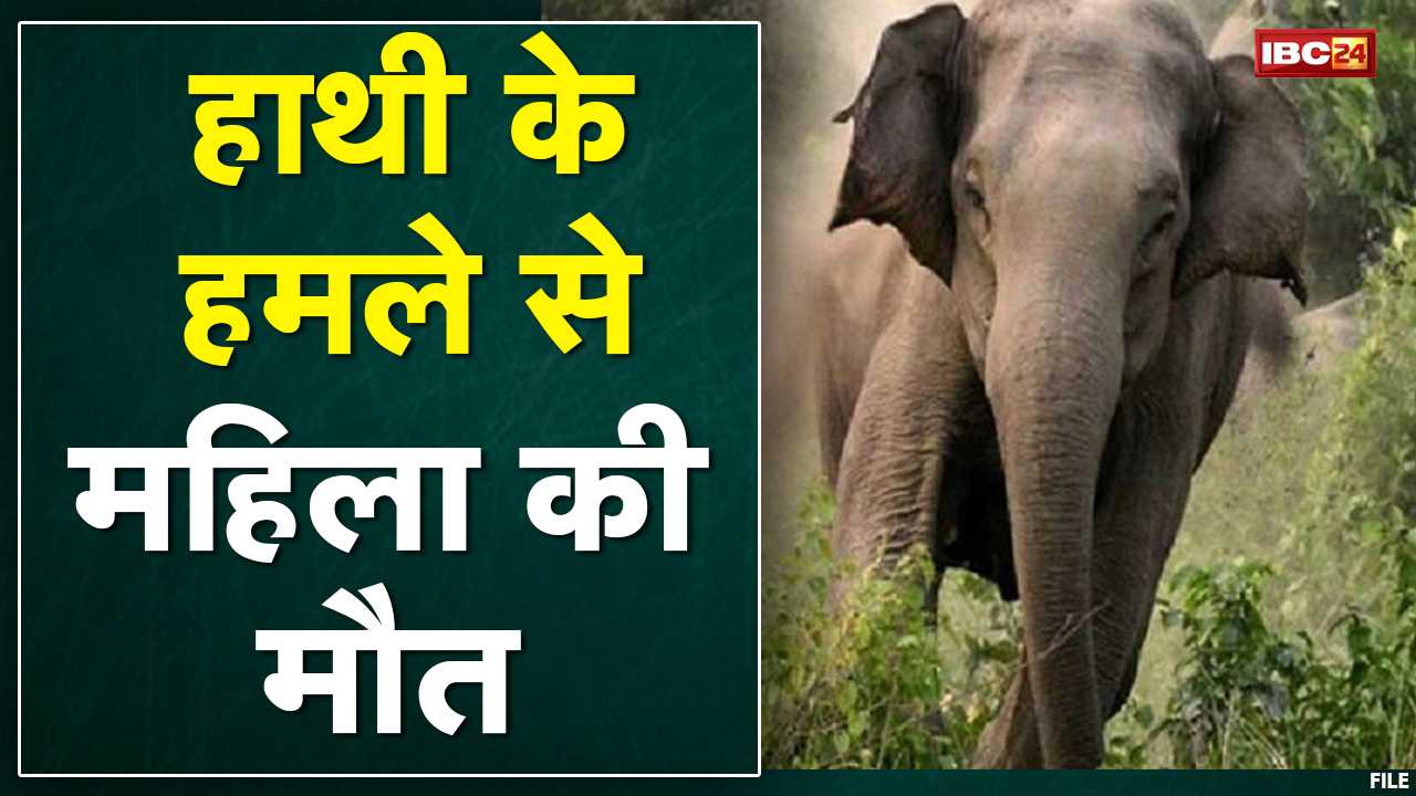 Surajpur Elephant Attack : हाथी ने महिला को कुचला, हो गई मौत | प्रतापपुर वन परिक्षेत्र की घटना…