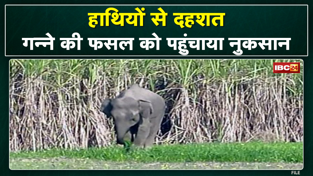 Balod Elephant Attack: हाथियों ने गन्ने की फसल को पहुंचाया नुकसान| 10 गांवों में जारी किया गया अलर्ट