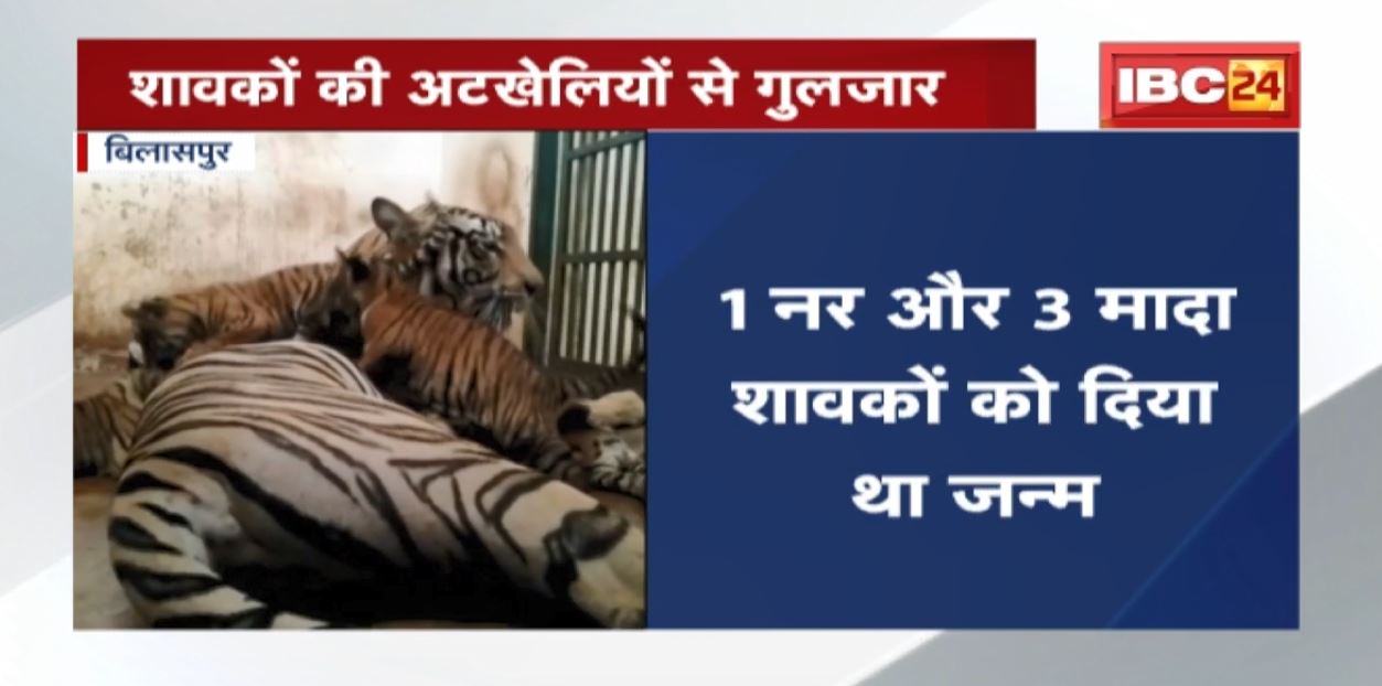 Kanan Zoo में White Tiger के 4 शावकों का पहला Video जारी | बाघिन के साथ अटखेलियां करते आए नजर शावक