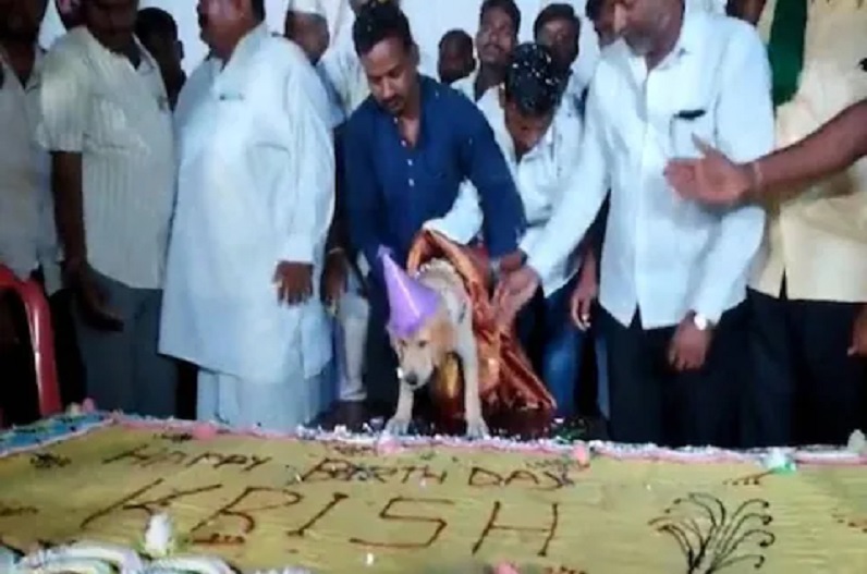 कुत्ते के बर्थडे पर बुलाए 4 हजार मेहमान!, मालिक ने कटवाया 100 किलो का केक